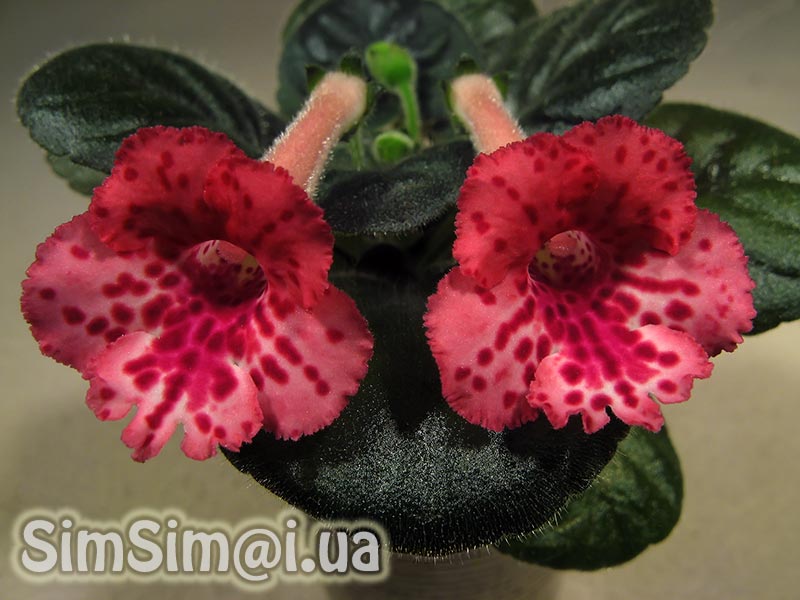 SimSim-Ladybug-030_ed2_web.jpg