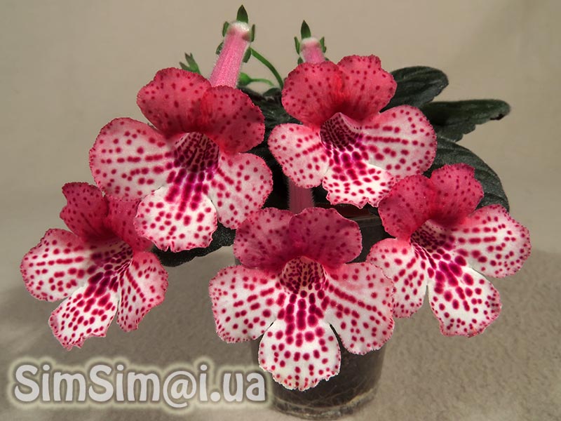 SimSim-Playful-Butterflies-068_ed3_web.jpg