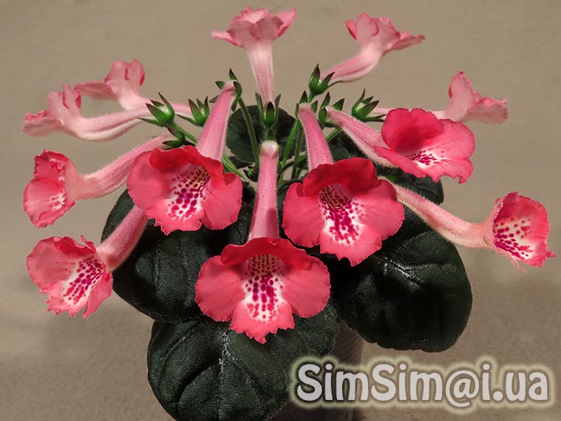 SimSim-Pink-Waterfall-055_ed2_web.jpg
