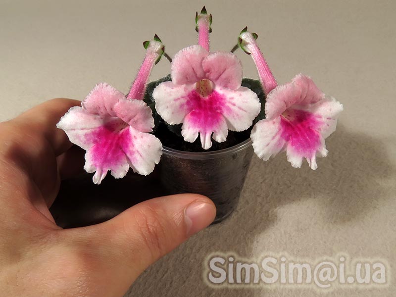 SimSim-Pink-Flamingo-020_ed2_web.jpg