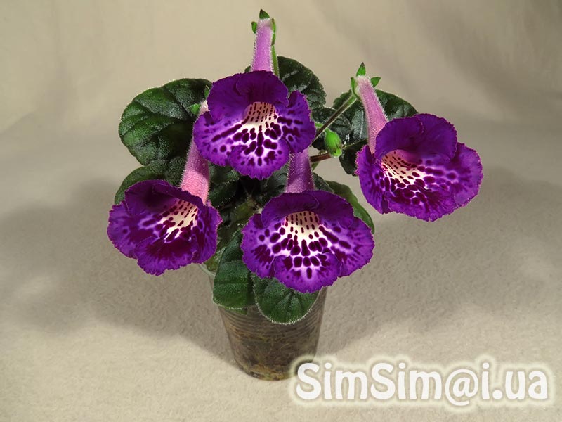 SimSim-Royal-Style-043_web.jpg