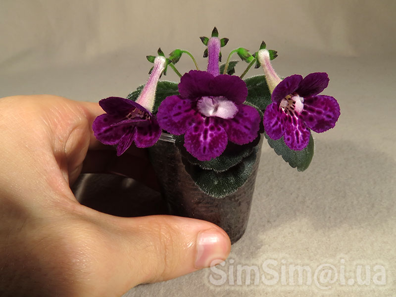 SimSim-Plum-Elf-008_ed2_web.jpg
