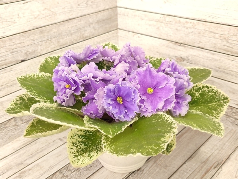 ЛЕ-Грёзы Султана.jpg