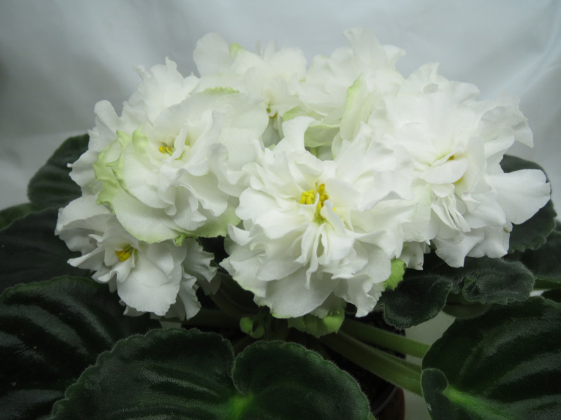 Spring Rose.jpg