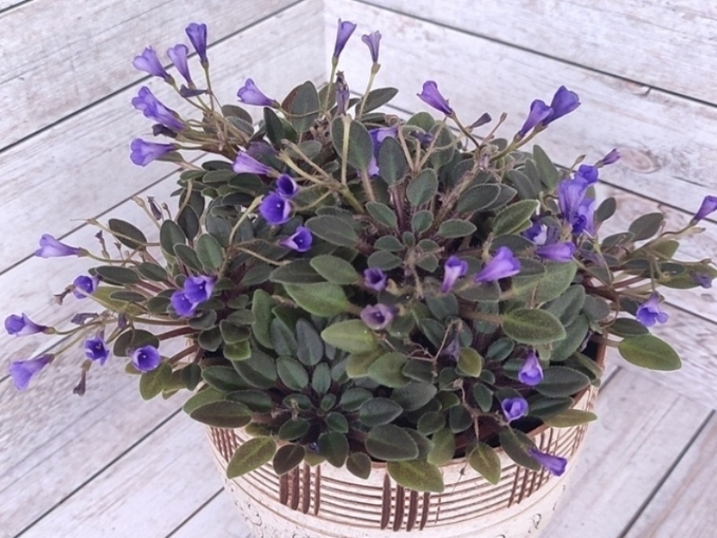 Vallarta Campanas Moradas.jpg