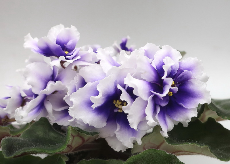 Dn-Royal Blue.jpg