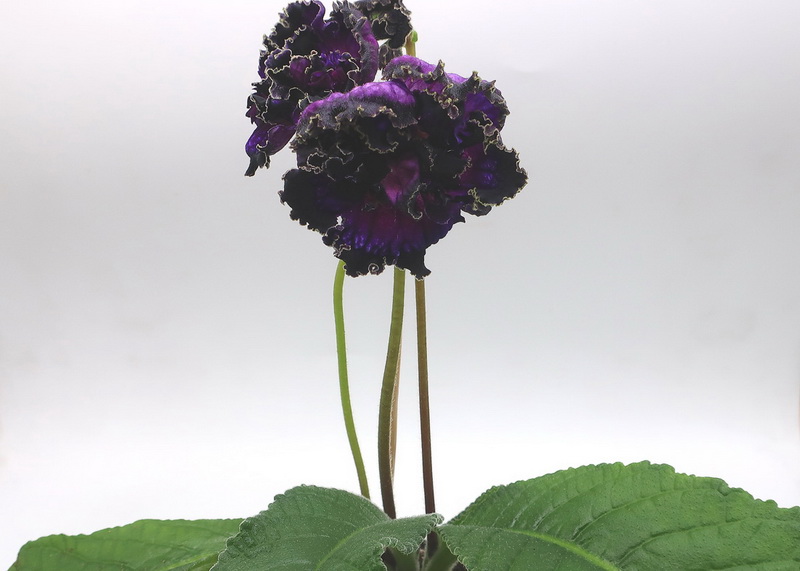 стрептокарпус DS-Flowerbomb.jpg