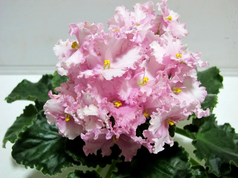 ЛиК-Аура Нежности.JPG