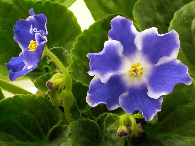 РС-Росинка.JPG