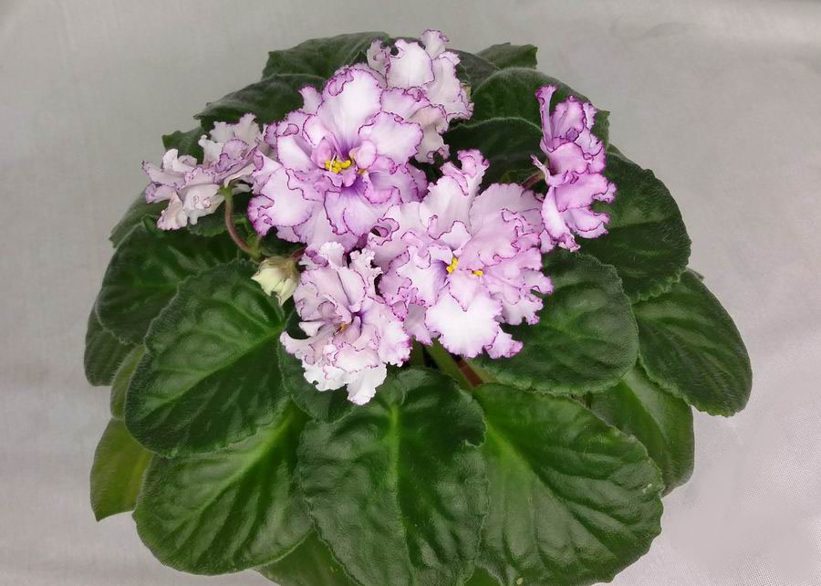 Ален-Organza Purpur.jpg