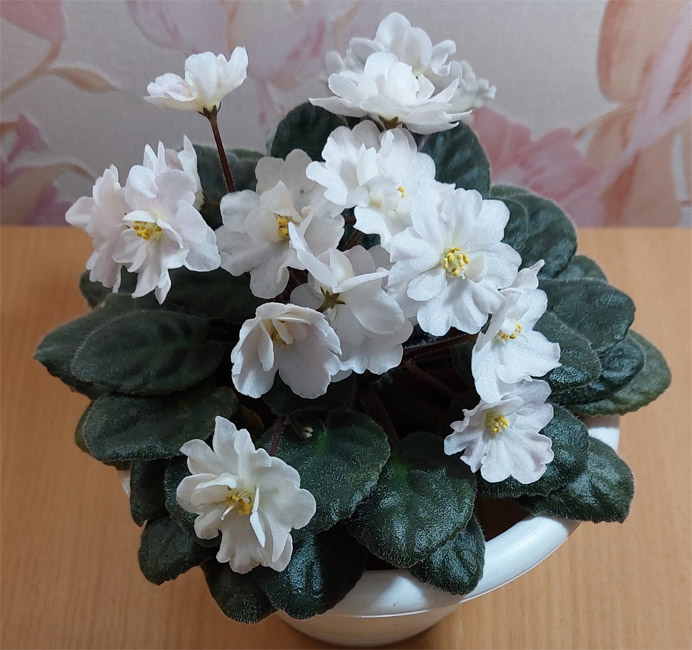 Jolly Moonflower