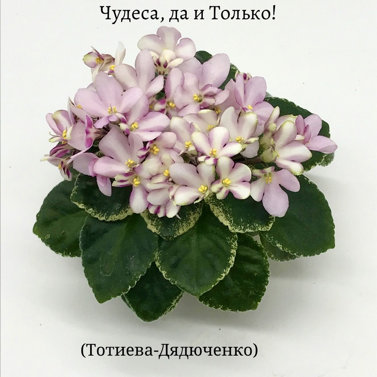 ba_5phG23WE Чудеса, да и Только!.jpg