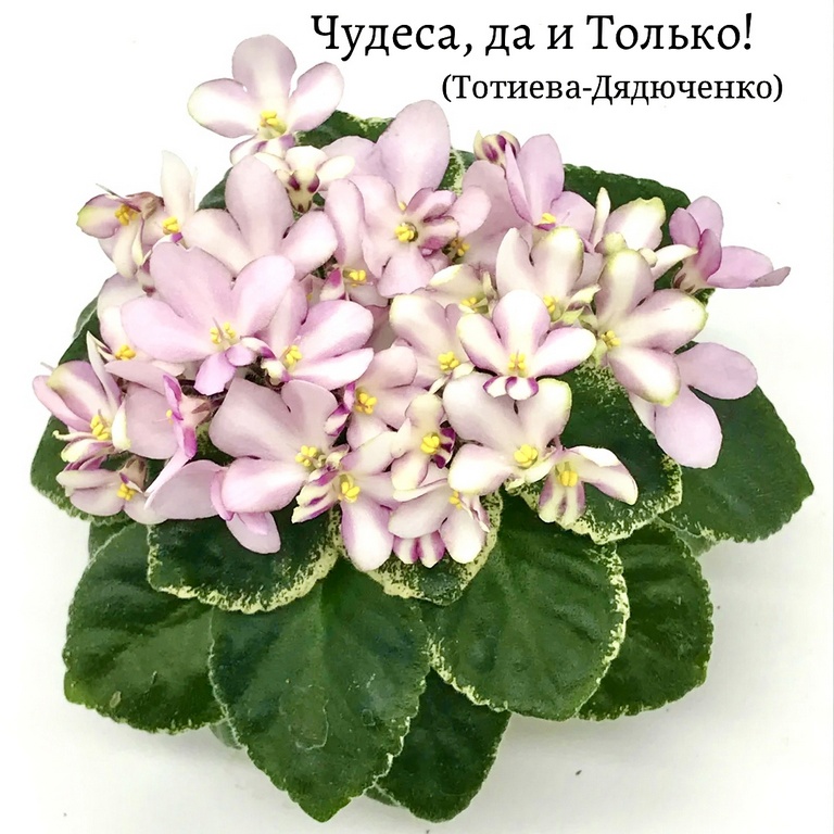 AuYPRXOG_jg Чудеса, да и Только!.jpg