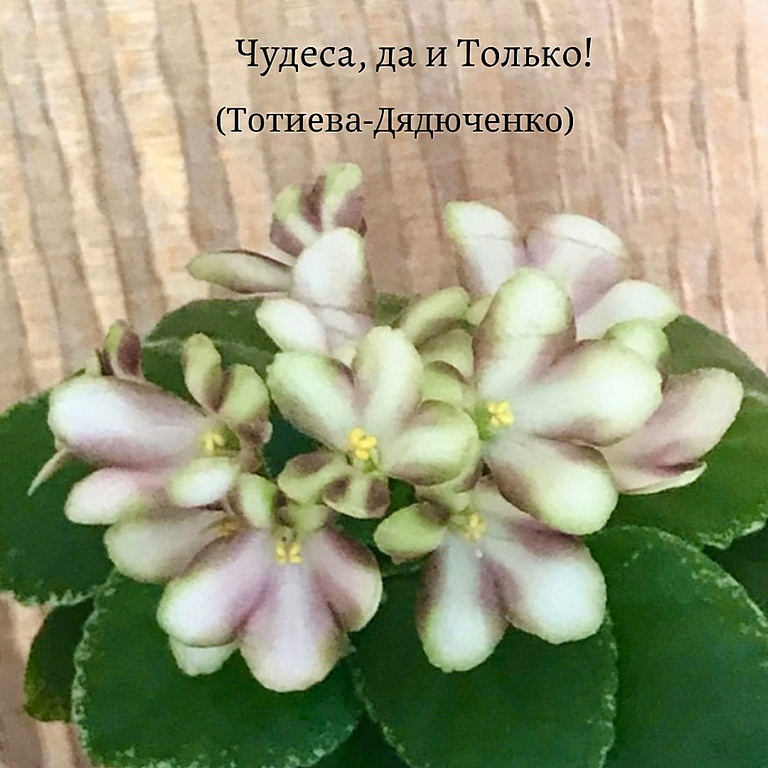 EX6OVqhV7rI Чудеса, да и Только!.jpg