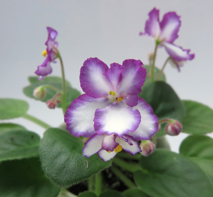 _IMG_6598.JPG