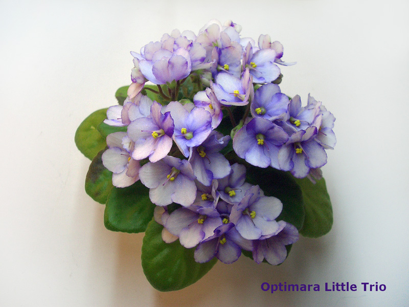 Optimara Little Trio.jpg