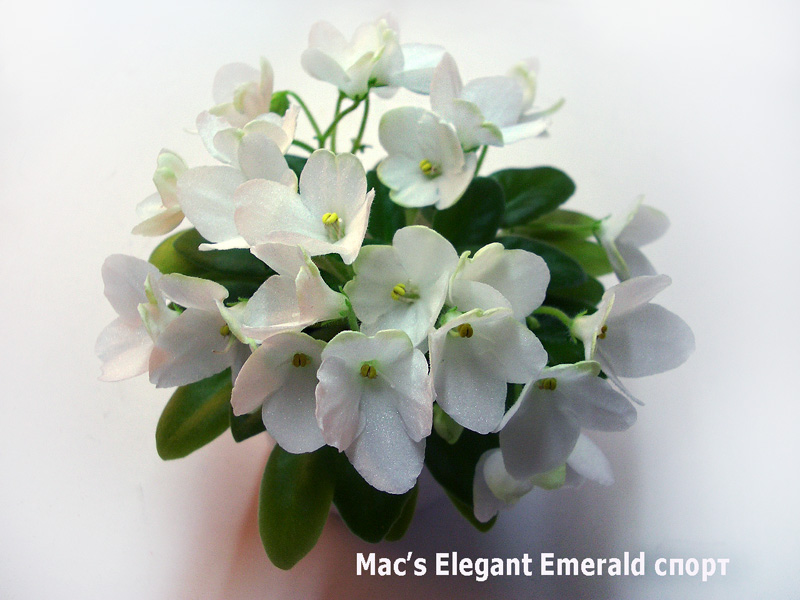 Mac's Elegant Emerald.jpg
