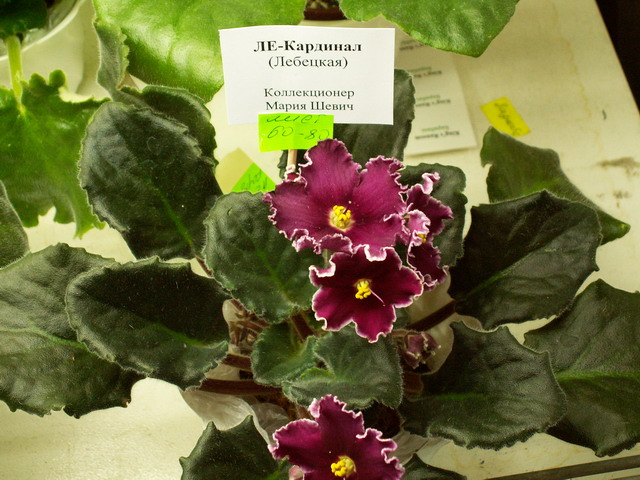 ЛЕ-Кардинал.JPG