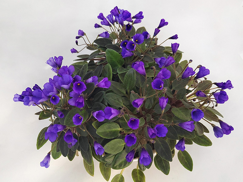 Vallarta Campanas Moradas.jpg