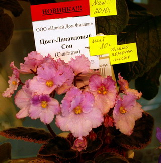 Цвет-Лавандовый Сон.JPG