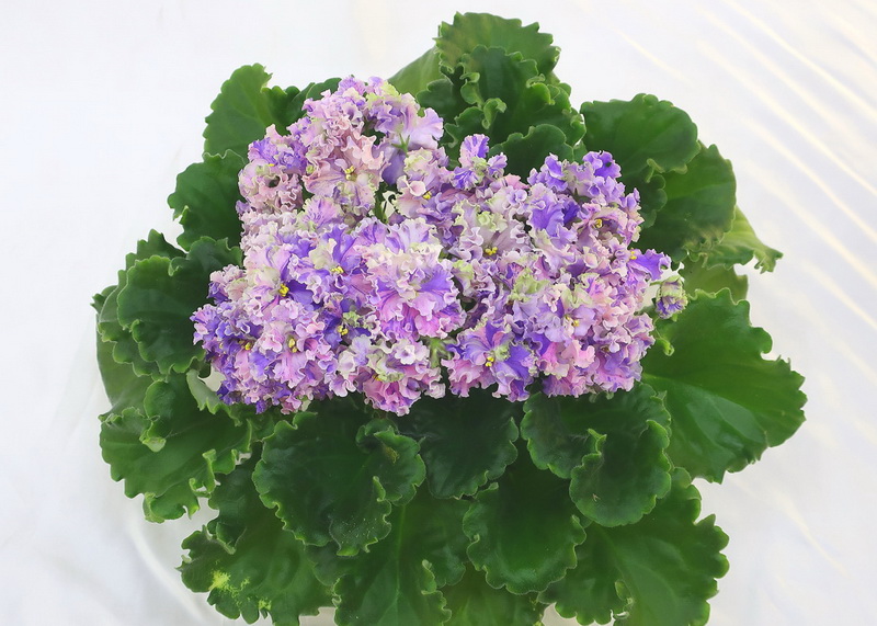 ЛЕ-Авантюра  И.Данилина.JPG