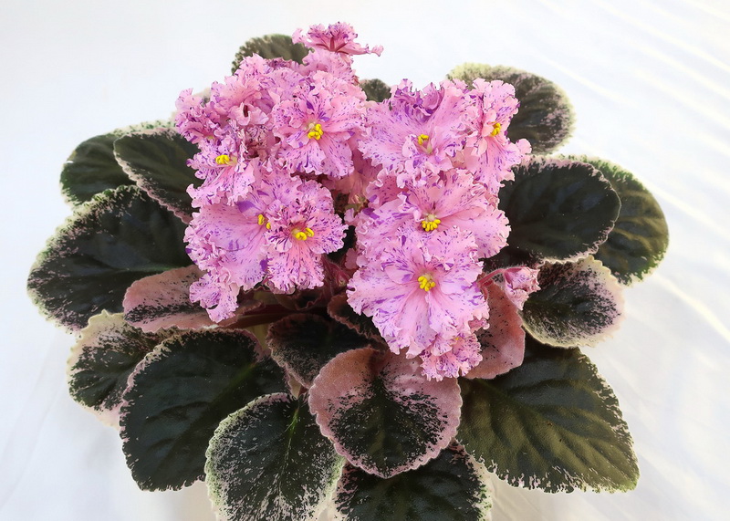 K's Fiesta Lady (K. Hajner)  И.Данилина.JPG