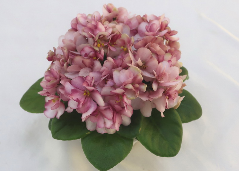 Hunter's Sweet Sakura (K. Muzalewski)  Н.Старостенко.JPG