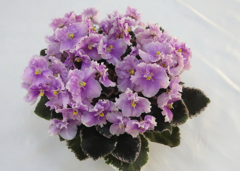 Jolly Mist (H.Pittman)  Н.Старостенко.JPG