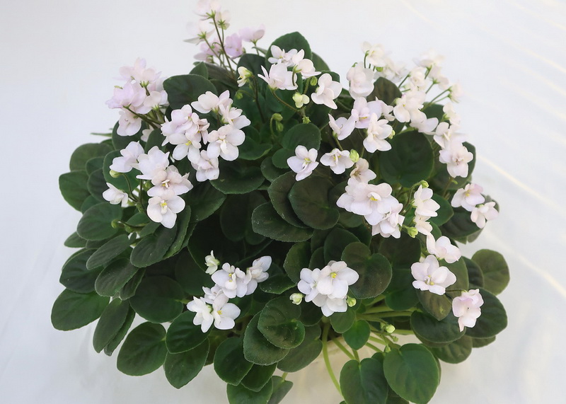 White Robi (Anthoflores)  Л.Галицкая.JPG