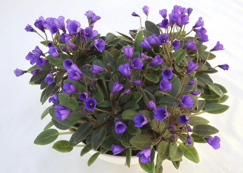 Vallarta Campanas Moradas (G. Beck)  Л.Галицкая.JPG