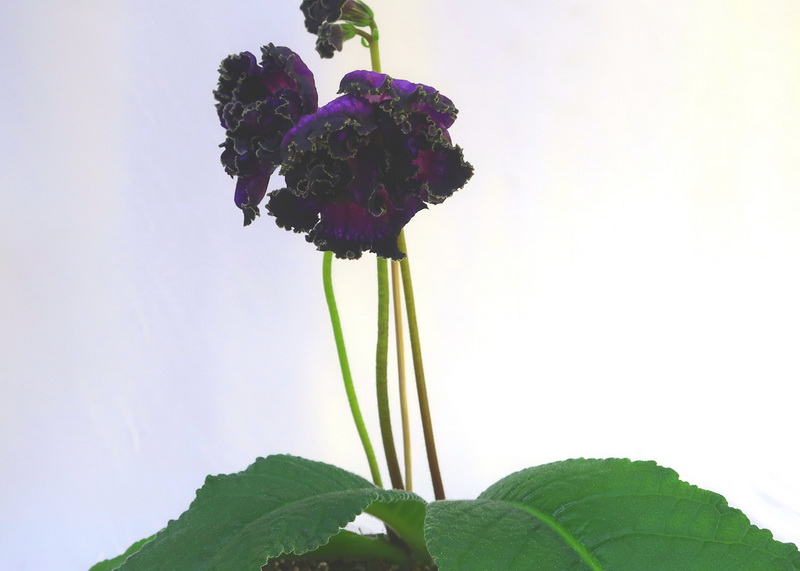 DS-Flowerbomb  М.Карпова.JPG