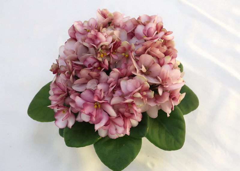 Hunter's Sweet Sakura (K. Muzalewski)  Н.Старостенко.JPG