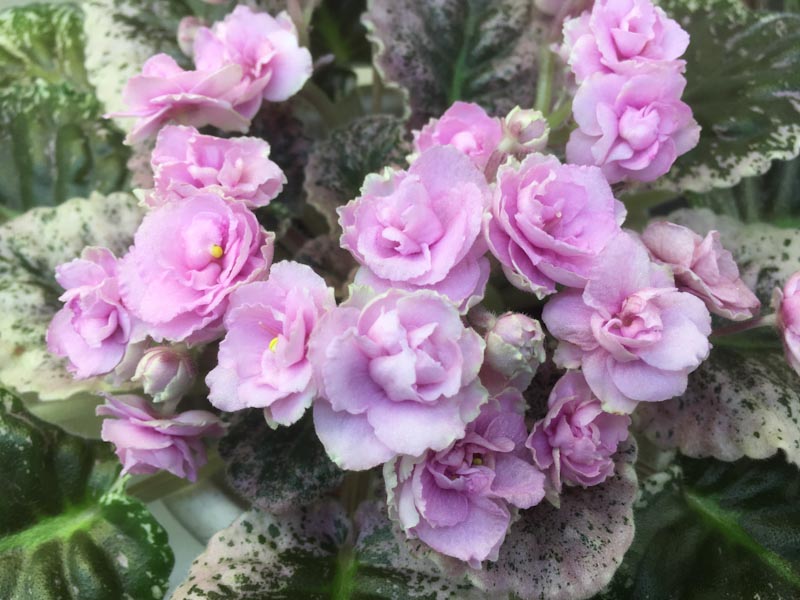 Нестерова Rose Bouquet.jpg
