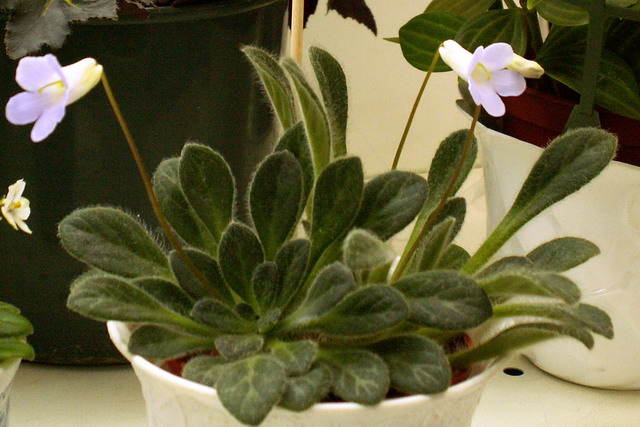 Chirita gemella.JPG