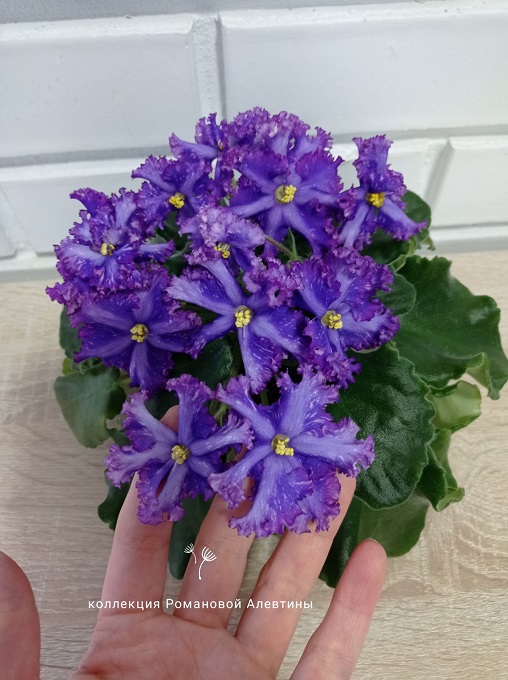 изображение_viber_2022-12-17_09-19-31-394.jpg