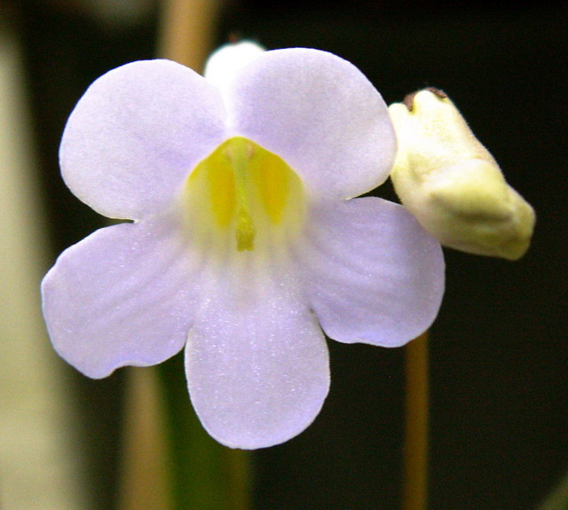 Chirita gemella 1.JPG