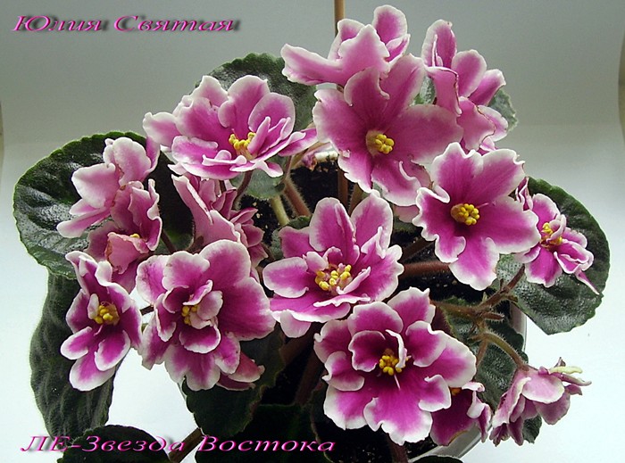 ЛЕ-Звезда Востока (Лебецкая)