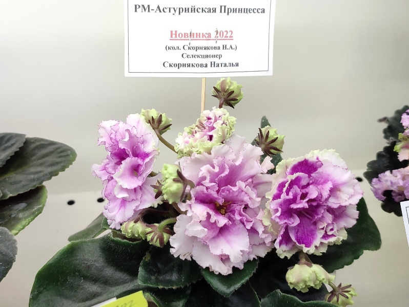 РМ-Астурийская Принцесса.jpg