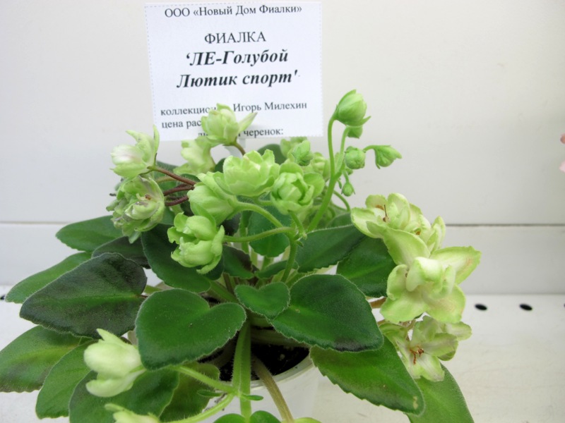 ЛЕ-Голубой Лютик спорт (Кол. Милехин).JPG