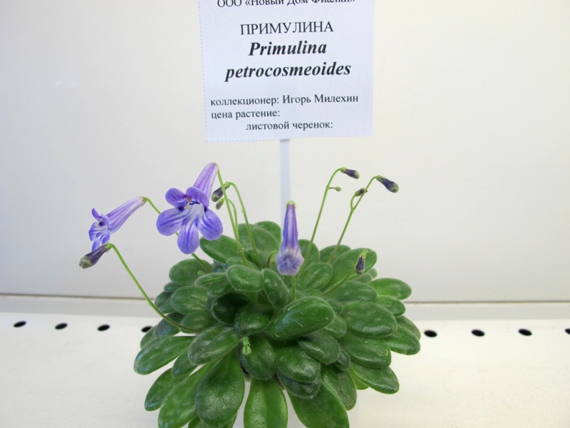 Primulina Petrocosmeoides (Кол. Милехин).JPG