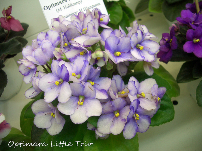 Optimara Little Trio...jpg