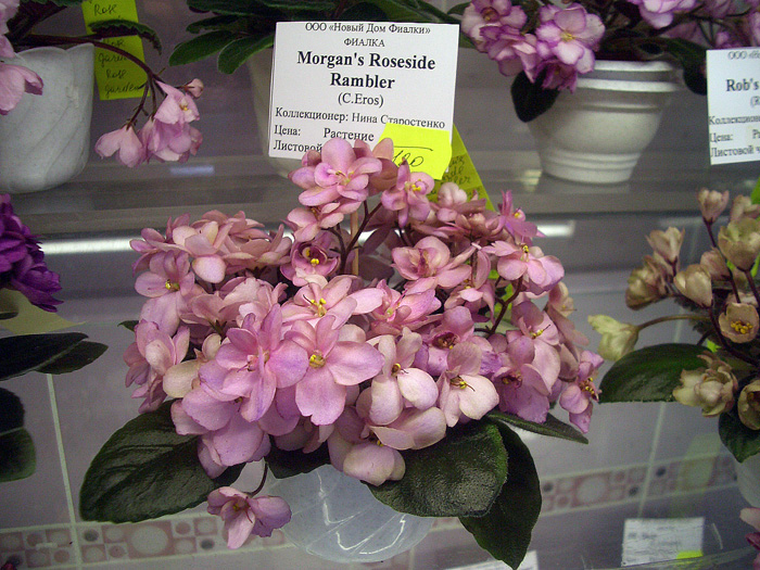 Morgan's Roseside Rambler.jpg