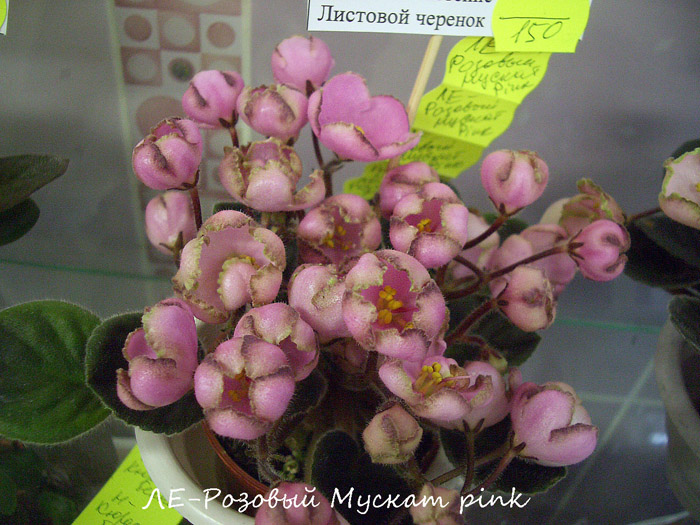 ЛЕ-Розовый Мускат pink.jpg