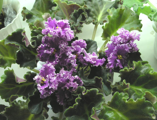 Frosted Flames (S. Sorano), колл. Г. Чегодаева.