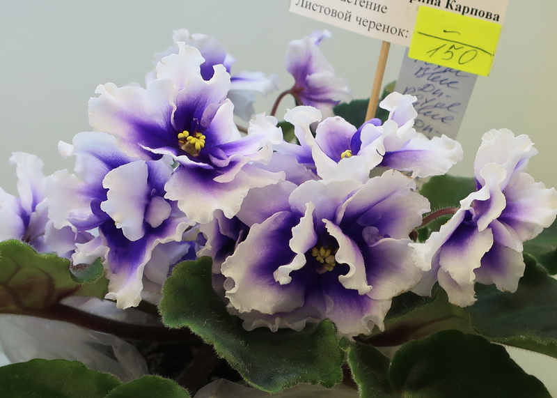 Карпова Dn-Royal Blue.jpg