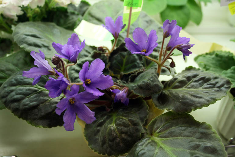 SENK'S BIG BELLS