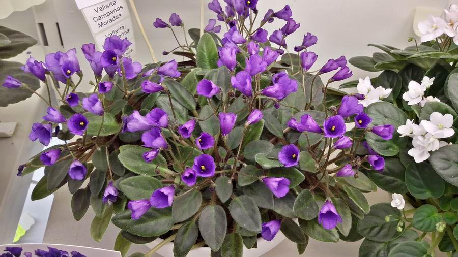Vallarta Campanas Moradas.jpg