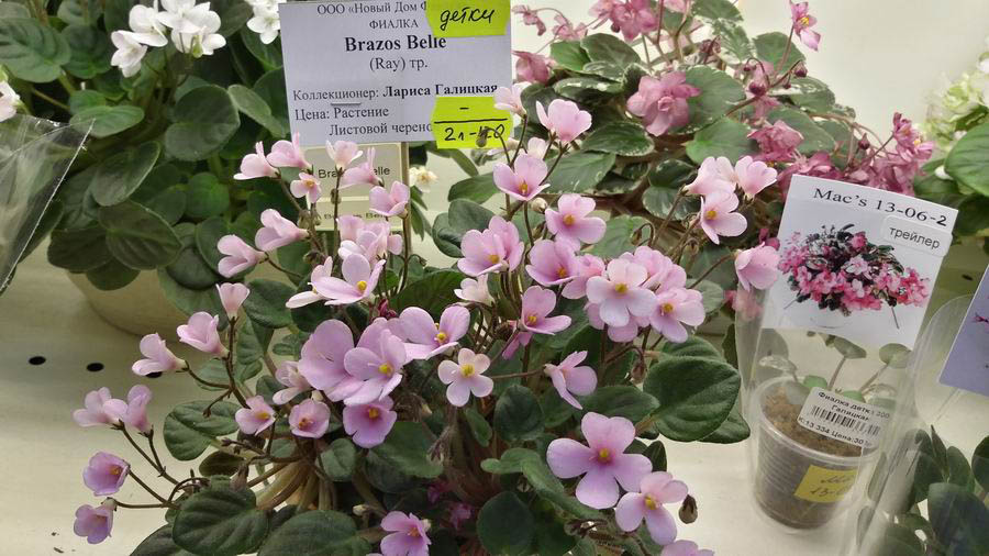 Brazos Belle.jpg