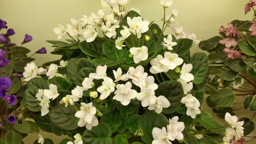 White Roby.jpg