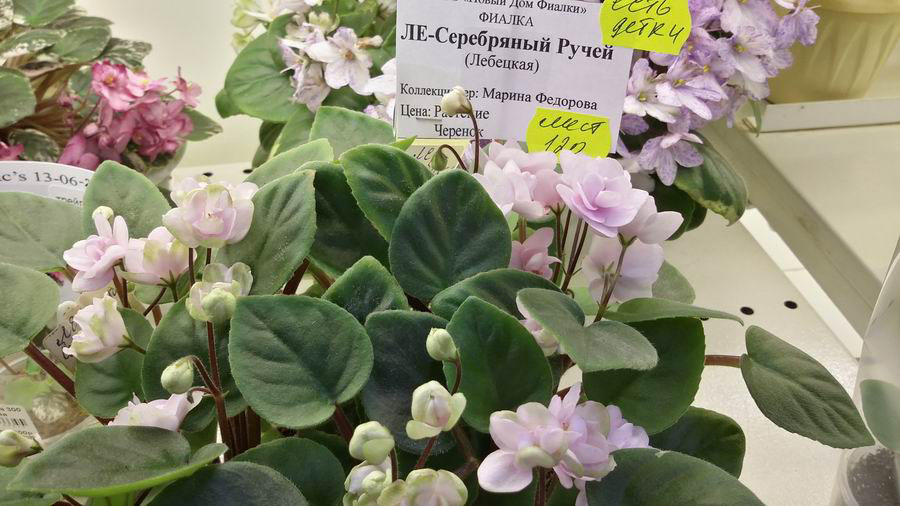 ЛЕ-Серебряный Ручей.jpg
